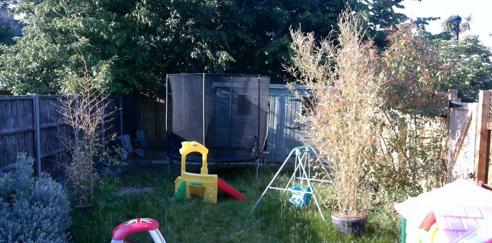 Backyard with a shed, swing set, and a children's play structure. Overgrown plants and fence surround the yard.