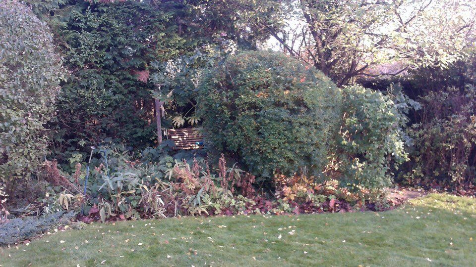 Green garden with various bushes, trees, and grass in a sunny outdoor setting.