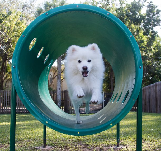 dog