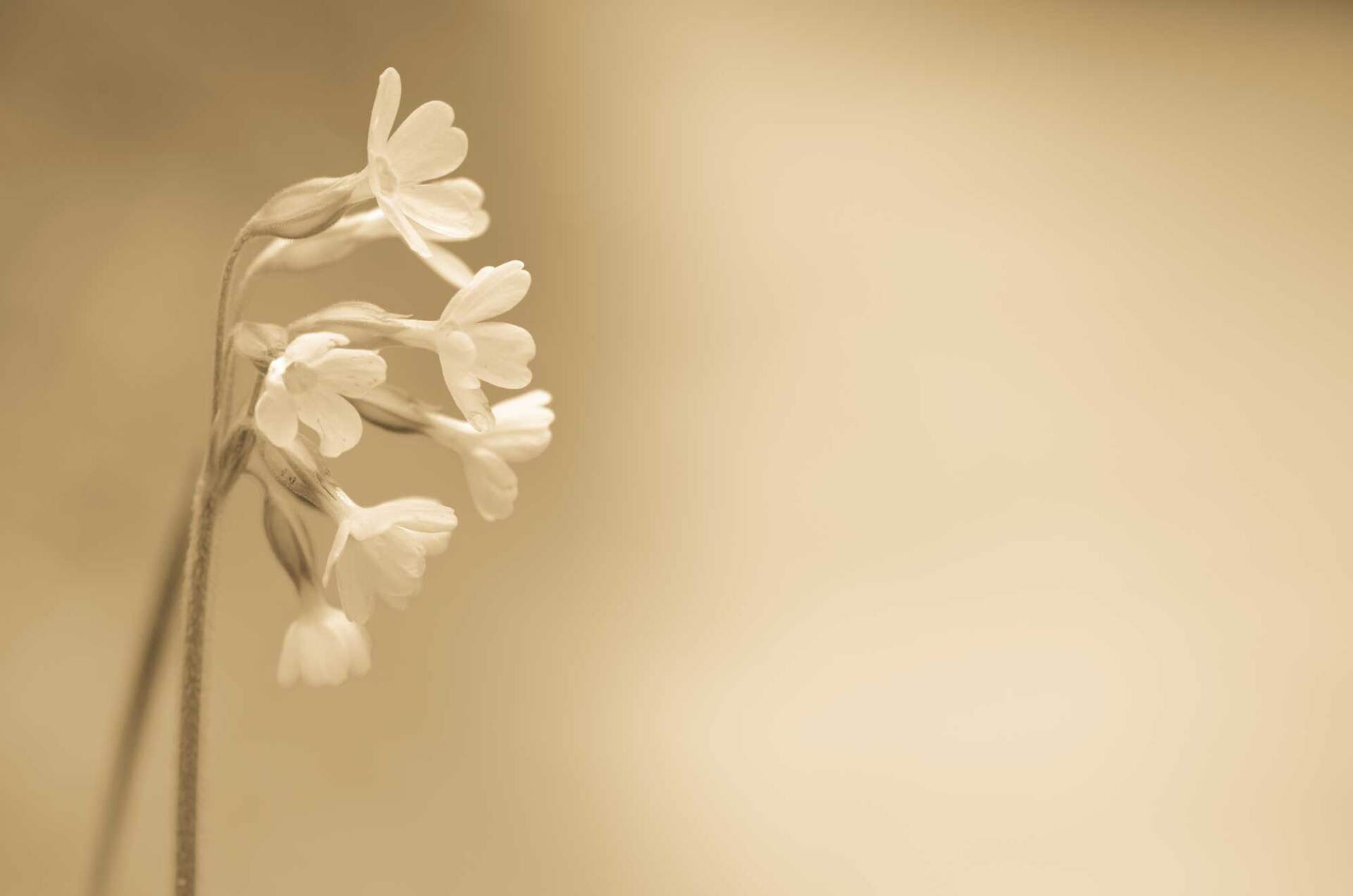 Fiore
