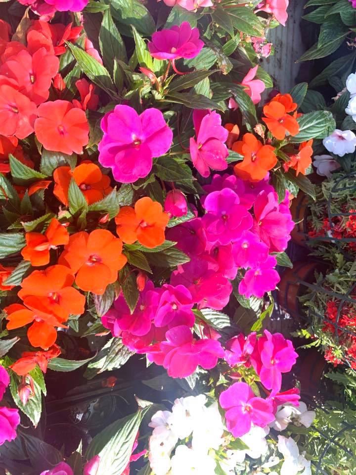Fiori freschi