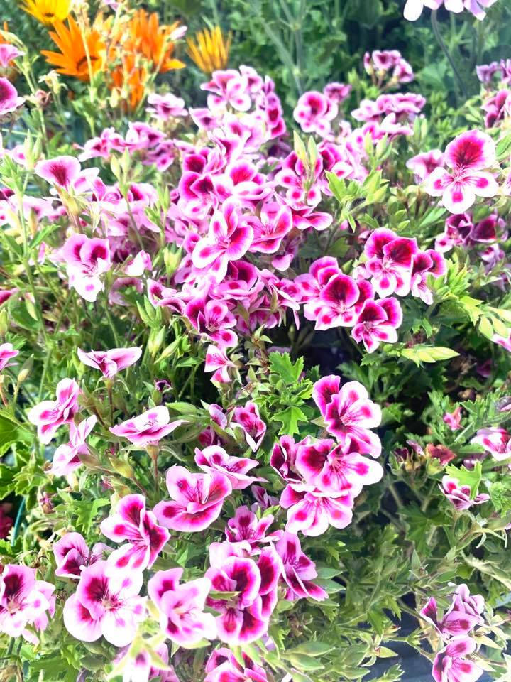 Fiori freschi