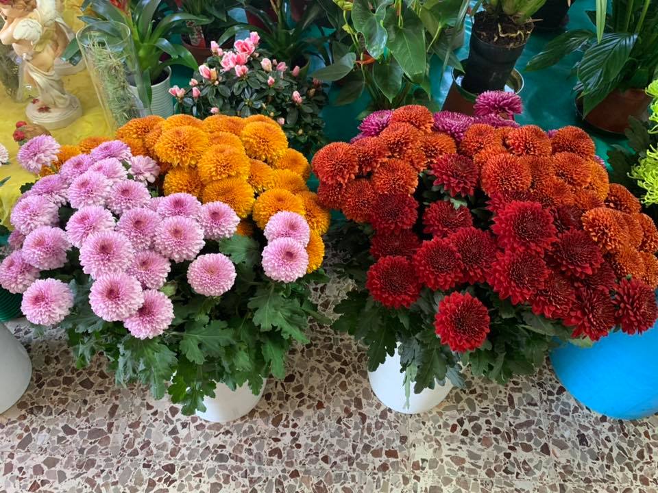 Fiori freschi