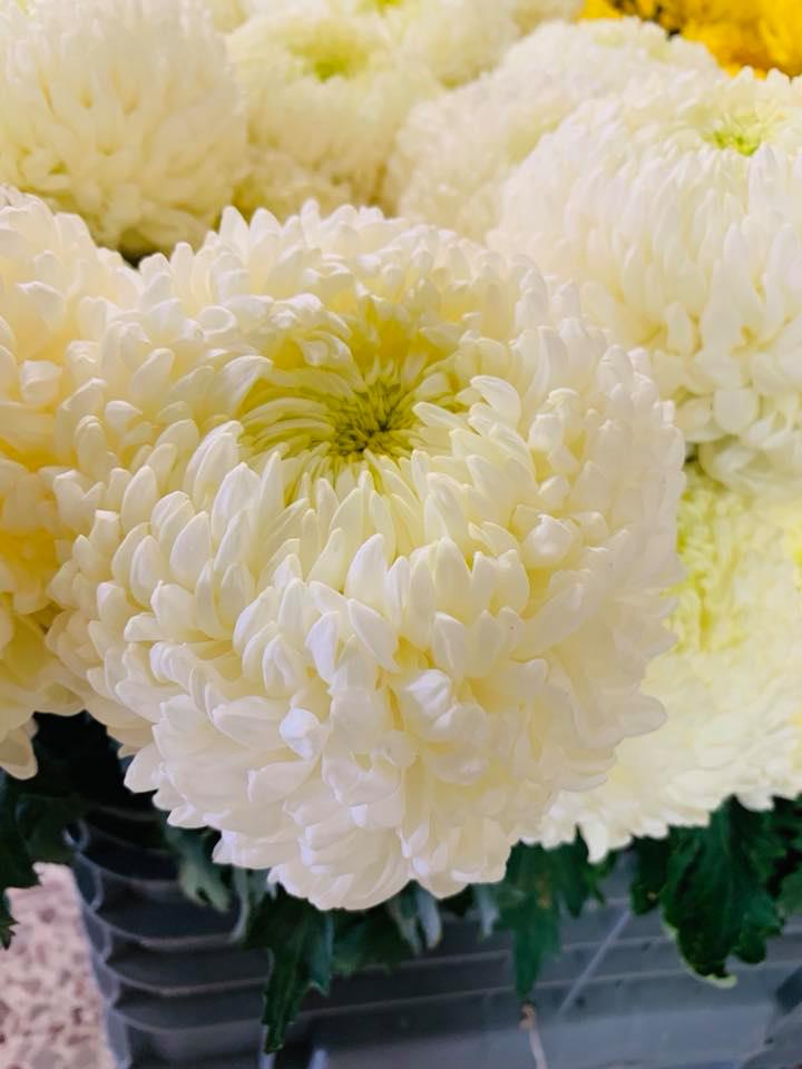 Fiori freschi