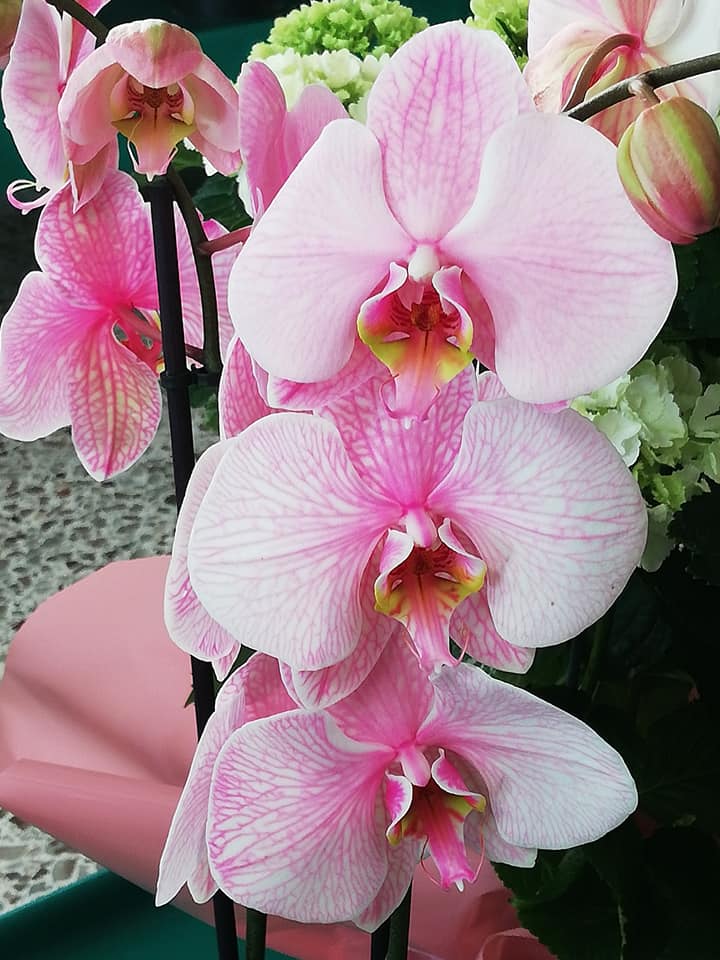 Fiori freschi