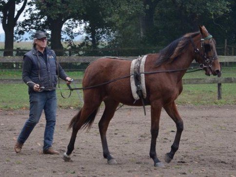 Training Trotters Stal Hazelaar Training Trotters Stal Hazelaar