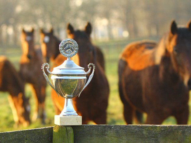 Prices Stal Hazelaar Prices Stal Hazelaar