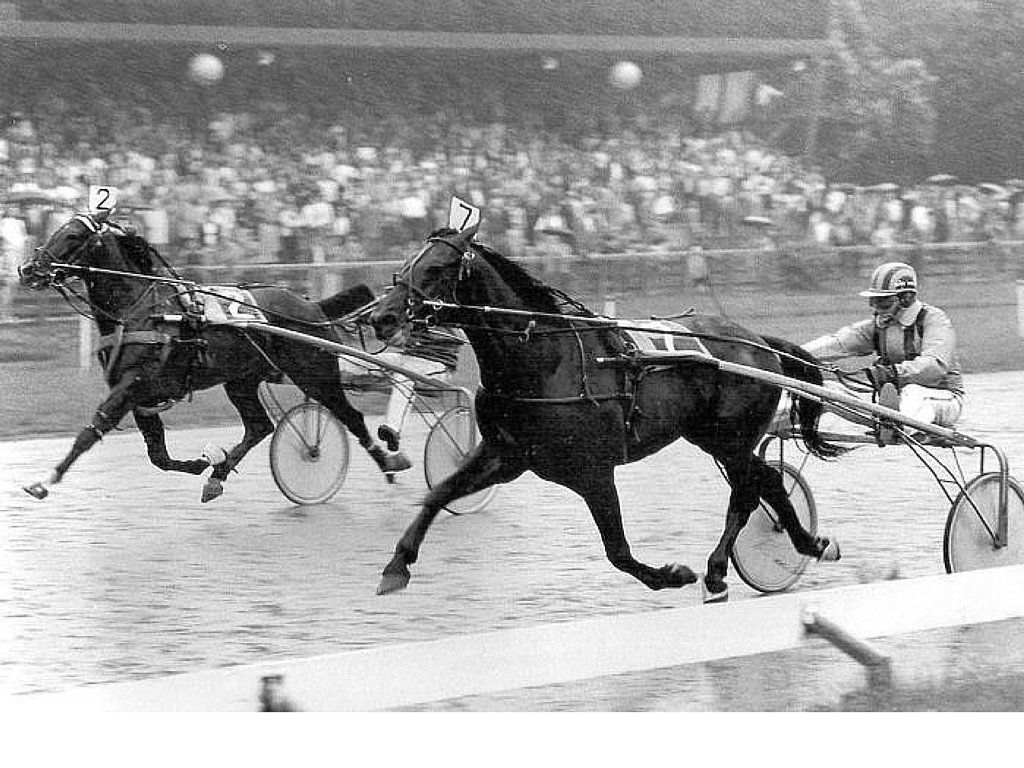 Derby Winner Uno Hazelaar Derby Winner Uno Hazelaar