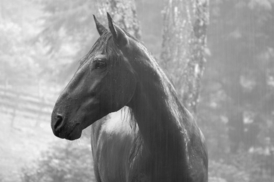 EQUUS 1