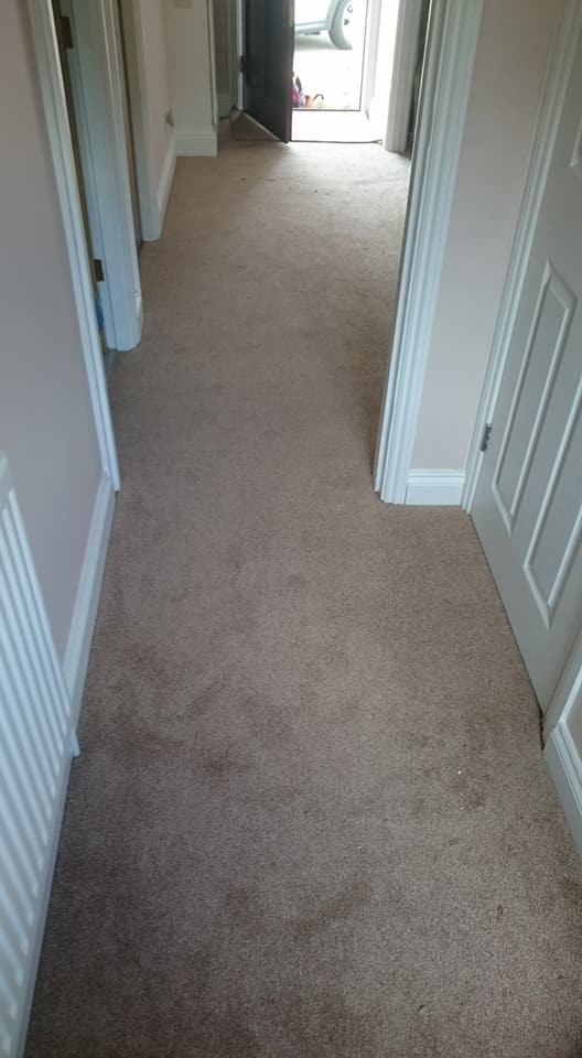 floor carpeting 9