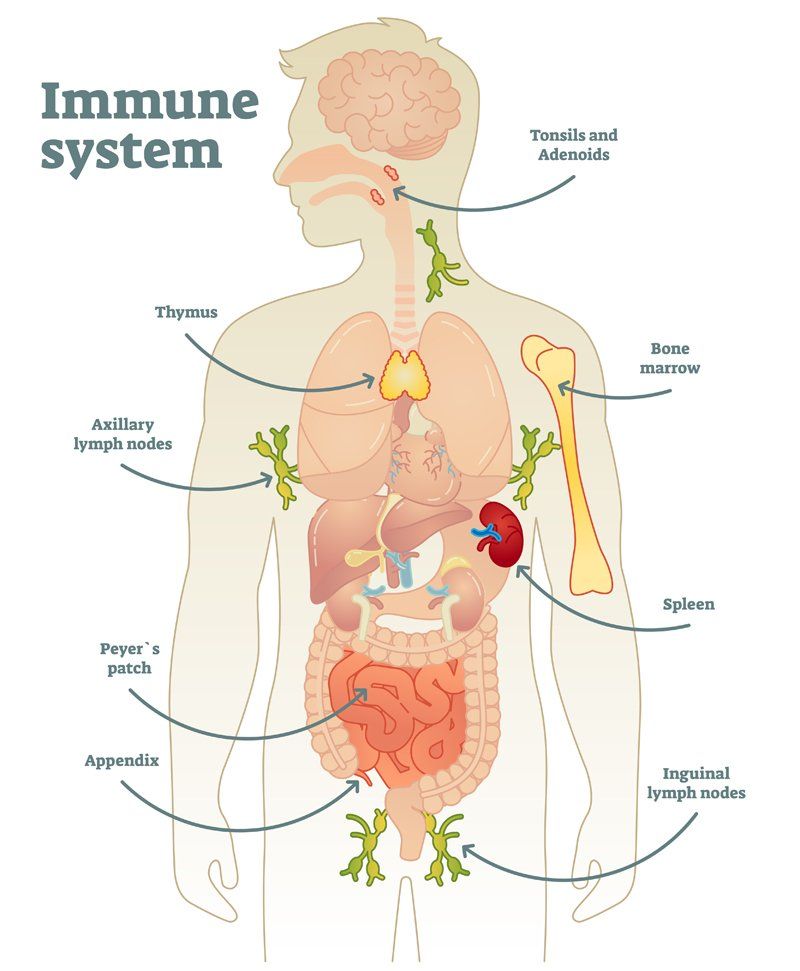 Personalized Holistic Care for Improving Immune Health for Patients in Kingston, Ulster County NY 12401