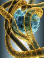 Candida Remedies in NYC