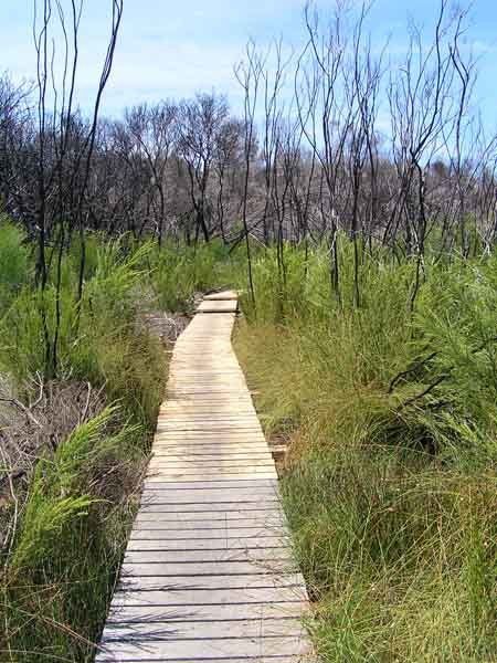 wood walkway
