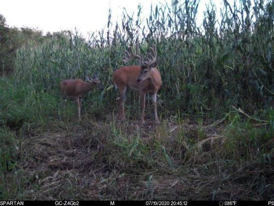 Iowa, Illinois deer hunting, deer hunting guide, Iowa deer hunting, Illinois deer hunts, Minnesota deer hunting, whitetail, deer, deer hunting, Minnesota deer hunting guides, Minnesota deer hunting guide