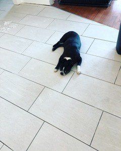 Dog on White Tiles — Fort Worth, TX — ProSource Installations