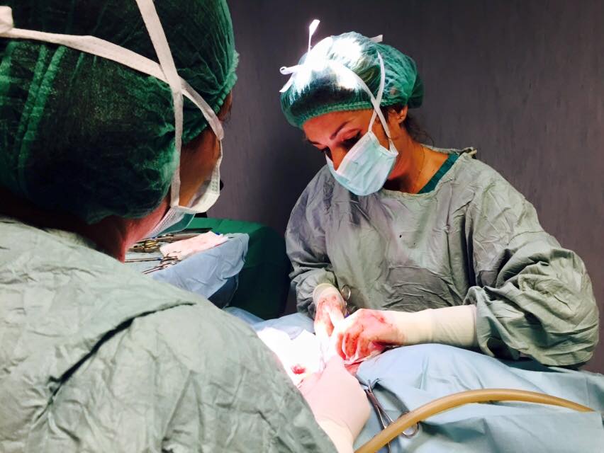 operazione cane