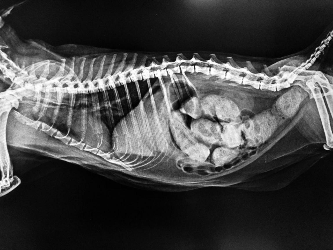 rx veterinaria