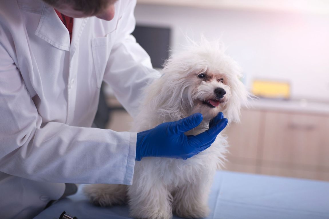 controllo denti cane