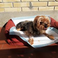 yorkshire in ambulatorio veterinario