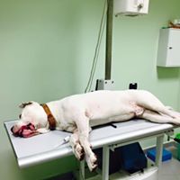cane di taglia grande in ambulatorio veterinario