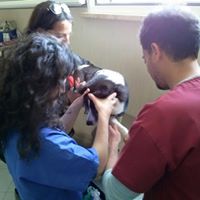 visita veterinaria cane