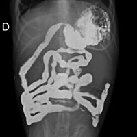 rx veterinaria
