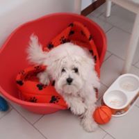 cane di piccola taglia in studio veterinario