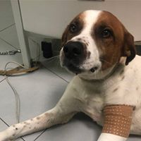 cane in studio veterinario
