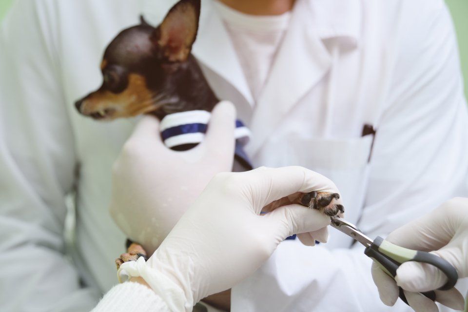 Iniezione su cane