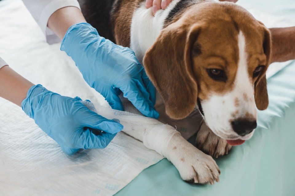 Cure su beagle