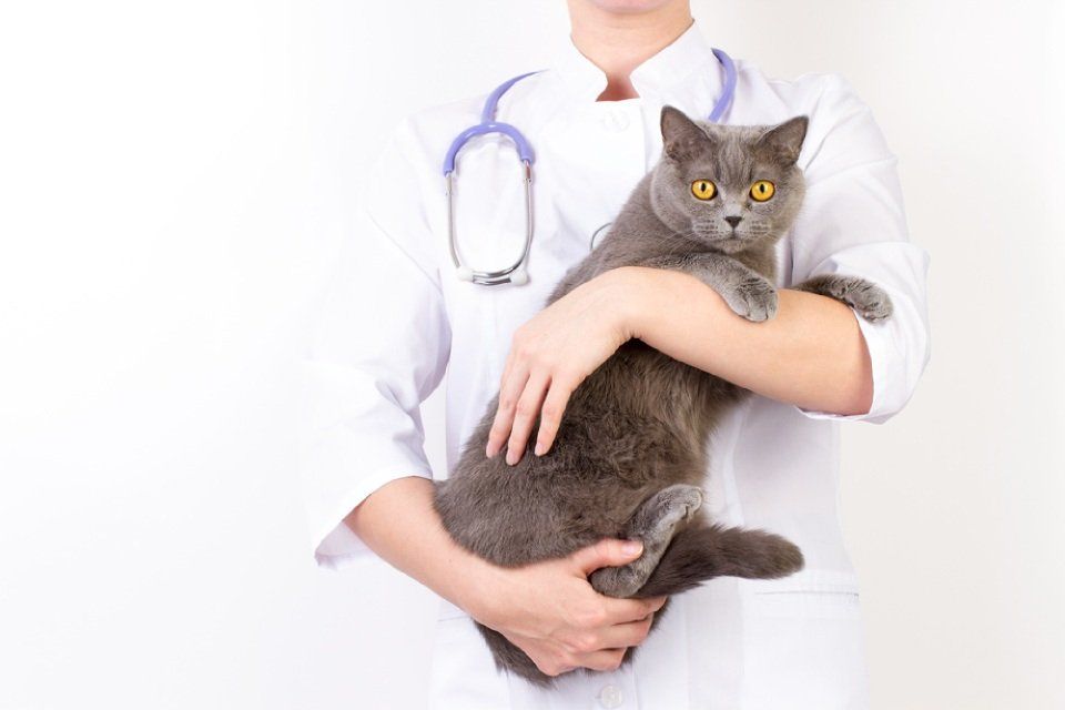 Gatto in braccio