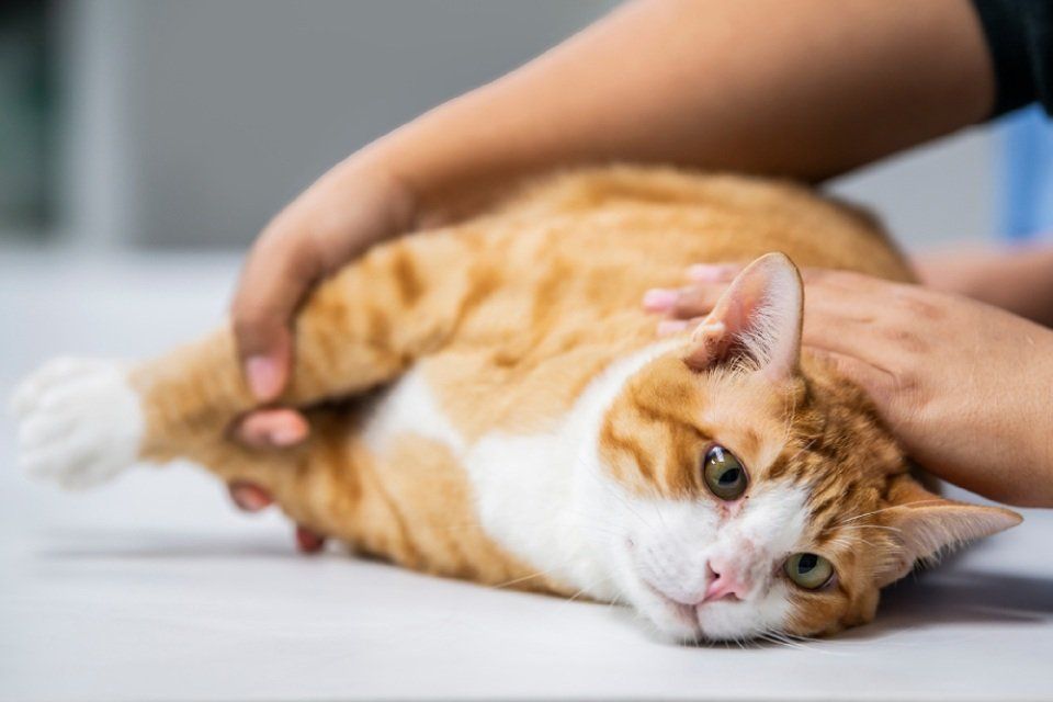 Gatto sdraiato