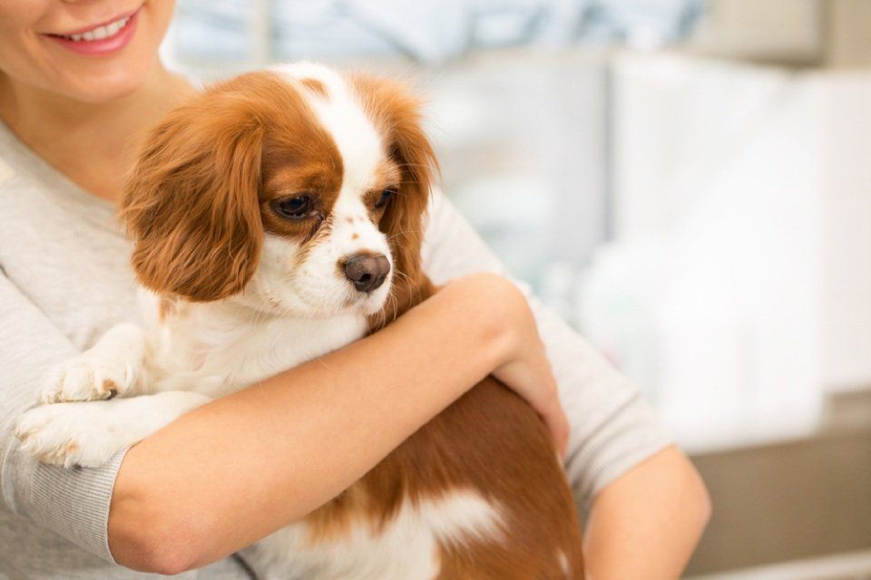 Cavalier King Charles