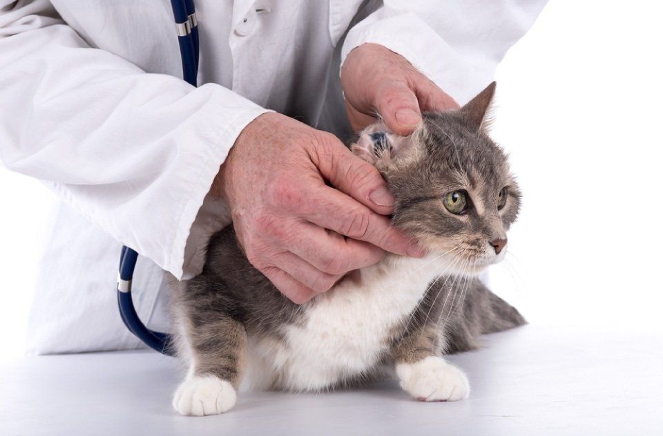 Gatto dal veterinario