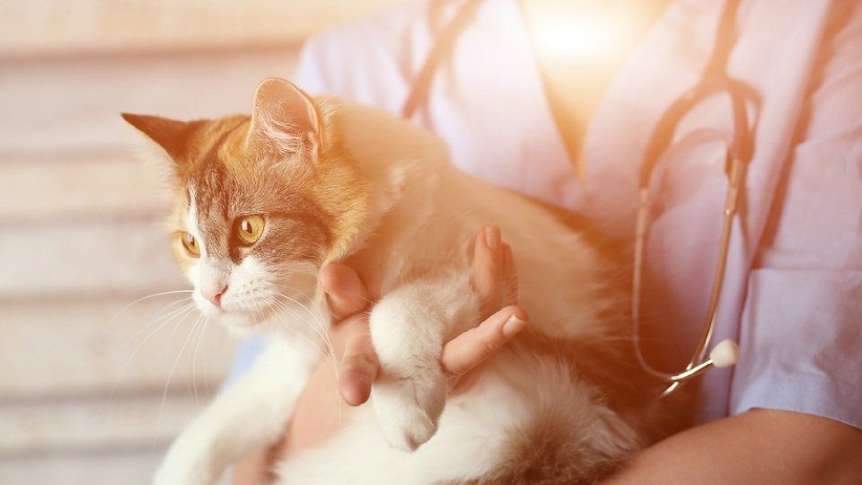 Gatto in braccio