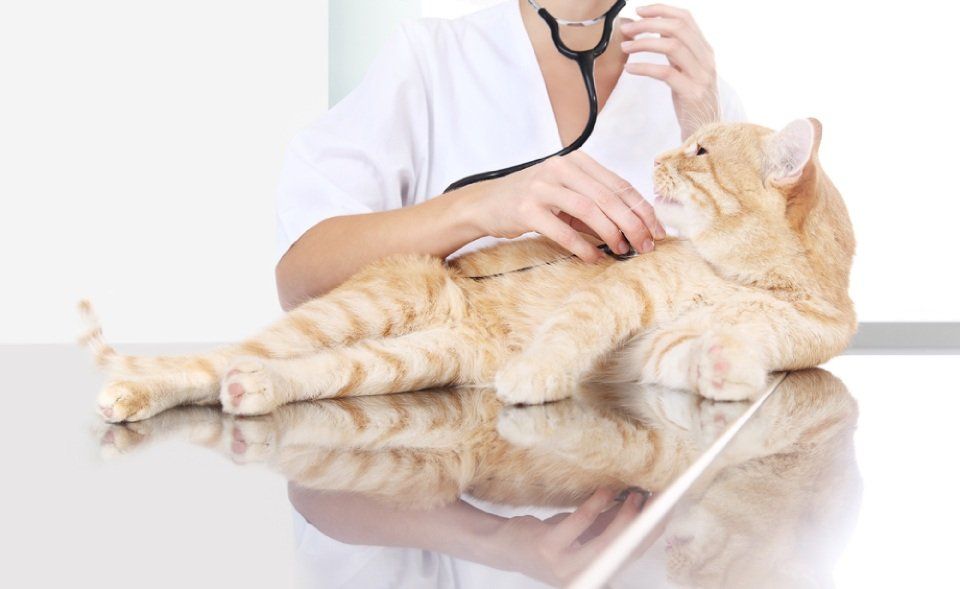 Gatto e stetoscopio