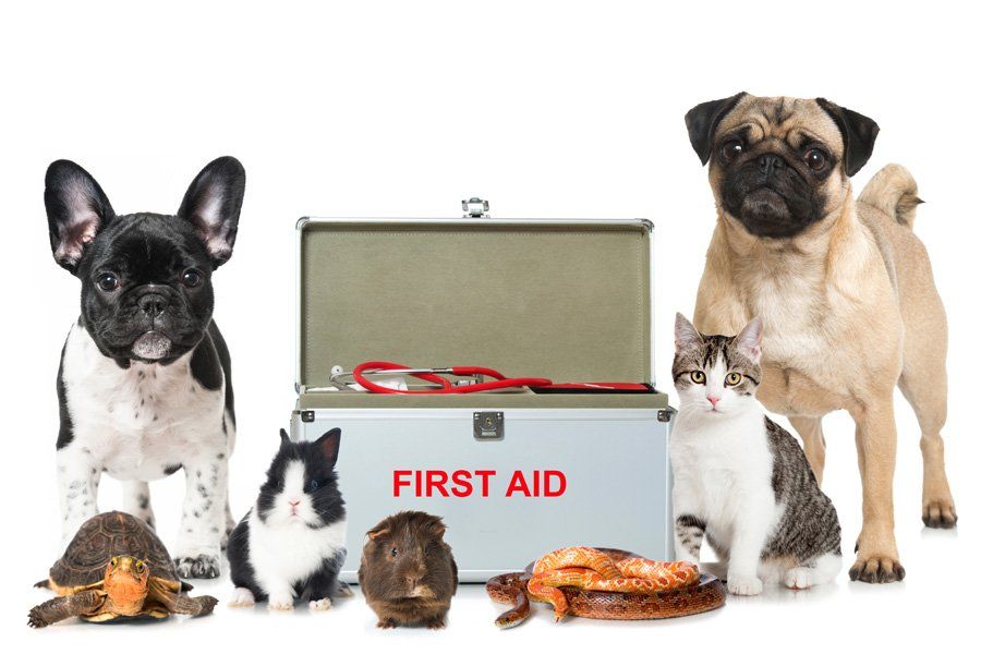 Pronto soccorso animali