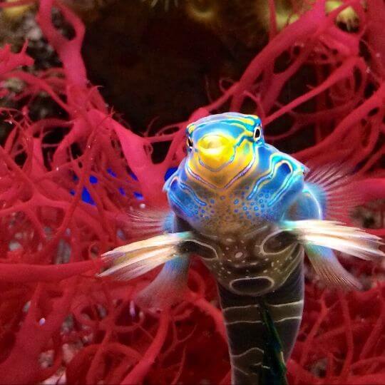 blue and yellow fish in front of pink structure in aquarium