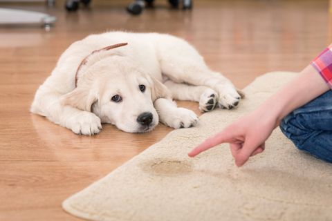 Odor Removal — Dog Pee on the Carpet in Columbus, GA Odor Removal — Dog Pee on the Carpet in Columbus, GA