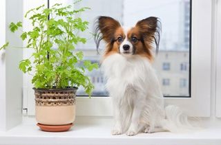 Dog breed