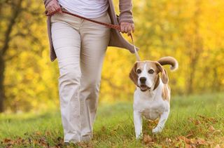 Dog walking