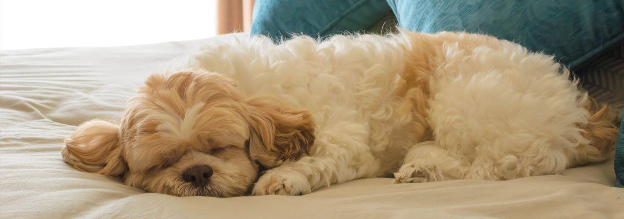 Dog sleeping
