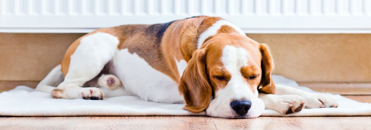 Dog sleeping