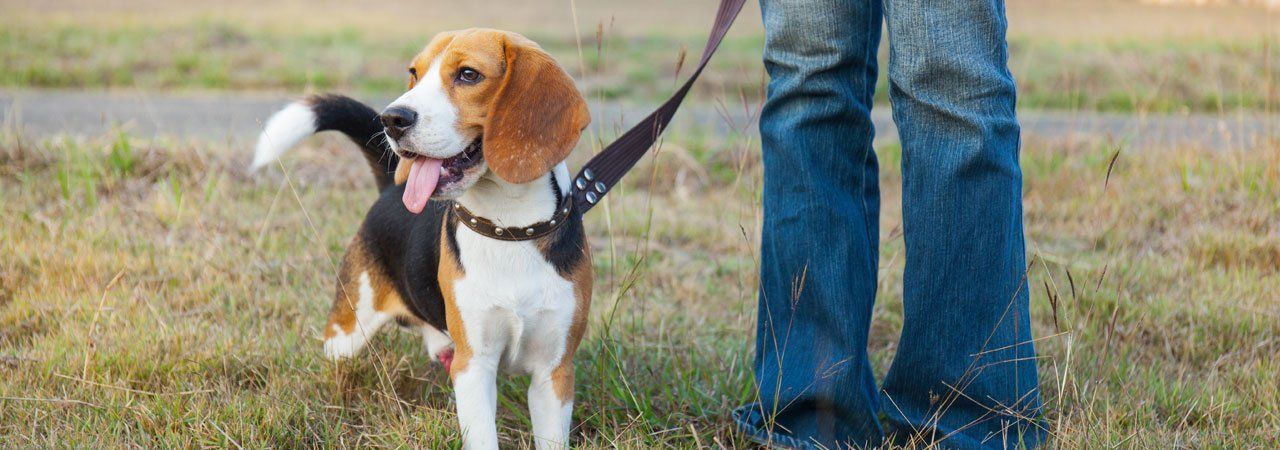 Healthy puppy