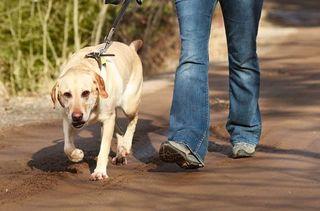 Dog walkers