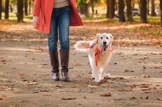 Dog walk