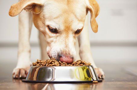 Pet feeding