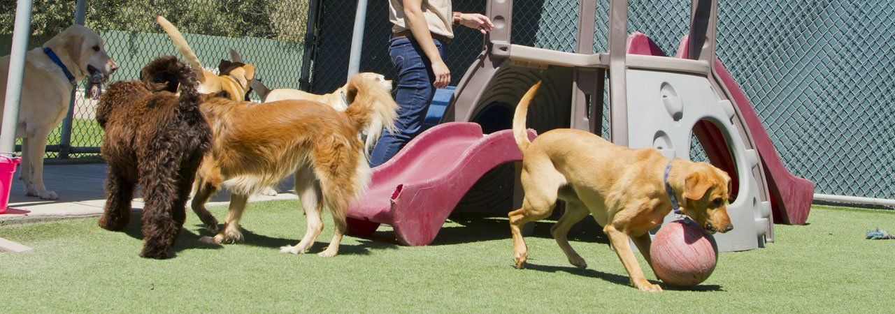 Dog boarding