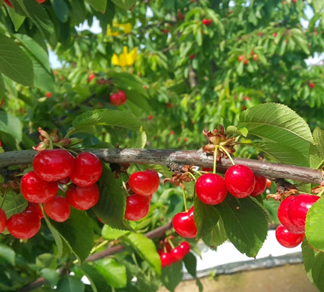 Bacche rosse