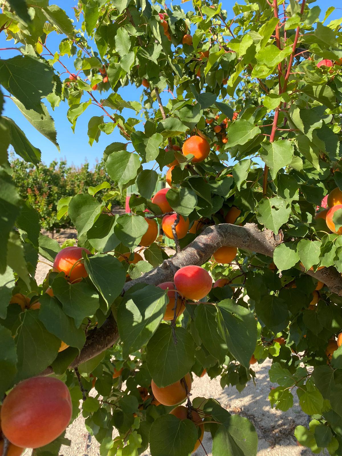 Albero di pesche